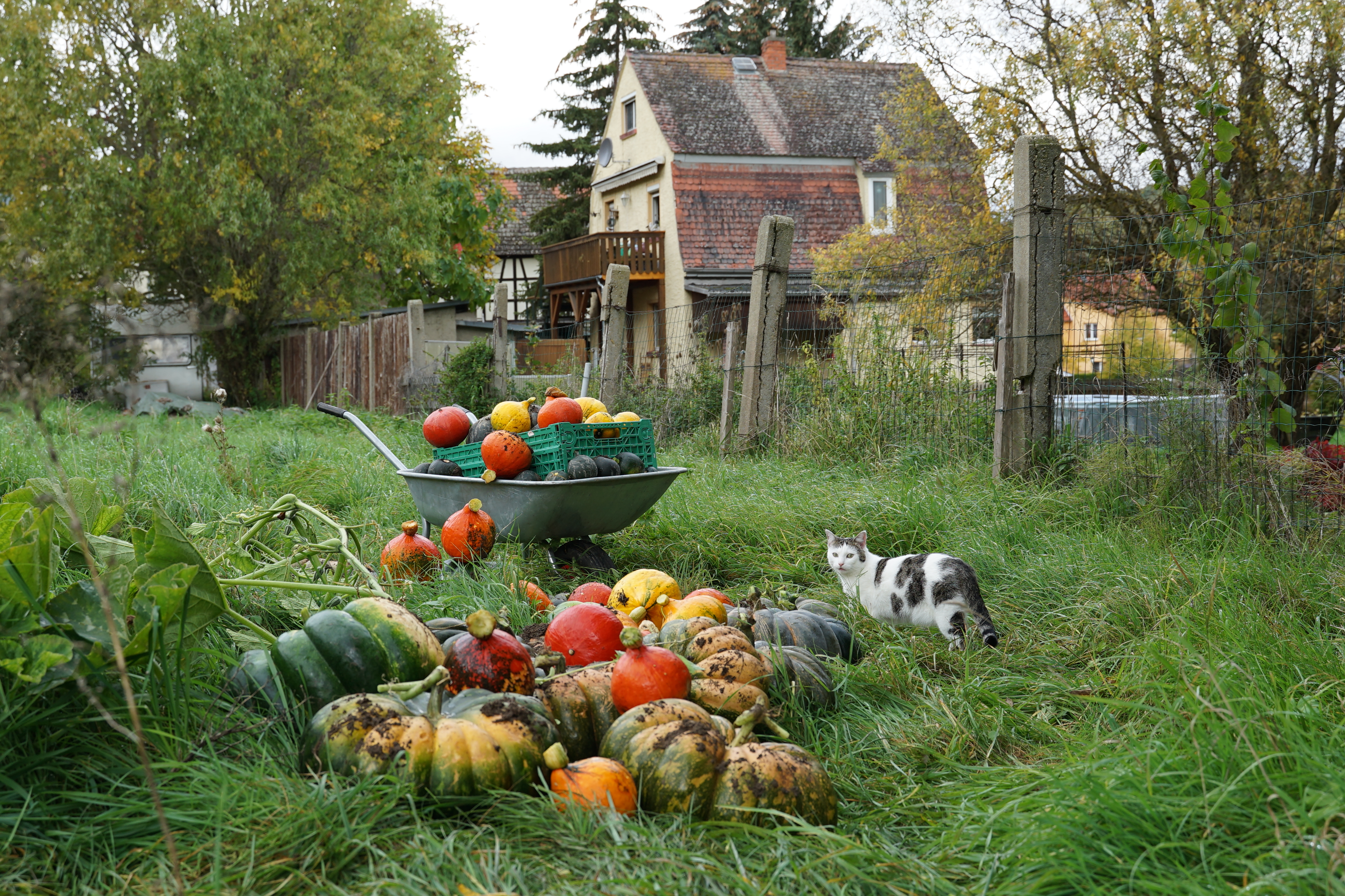 Erste Kürbisernte im Herbst 2022. - Photo: © R. Bretzlaff