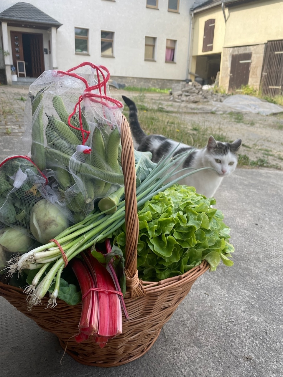 Gemüsekorb vom Acker im Juni und Hauskatze. - Photo: © R. Bretzlaff