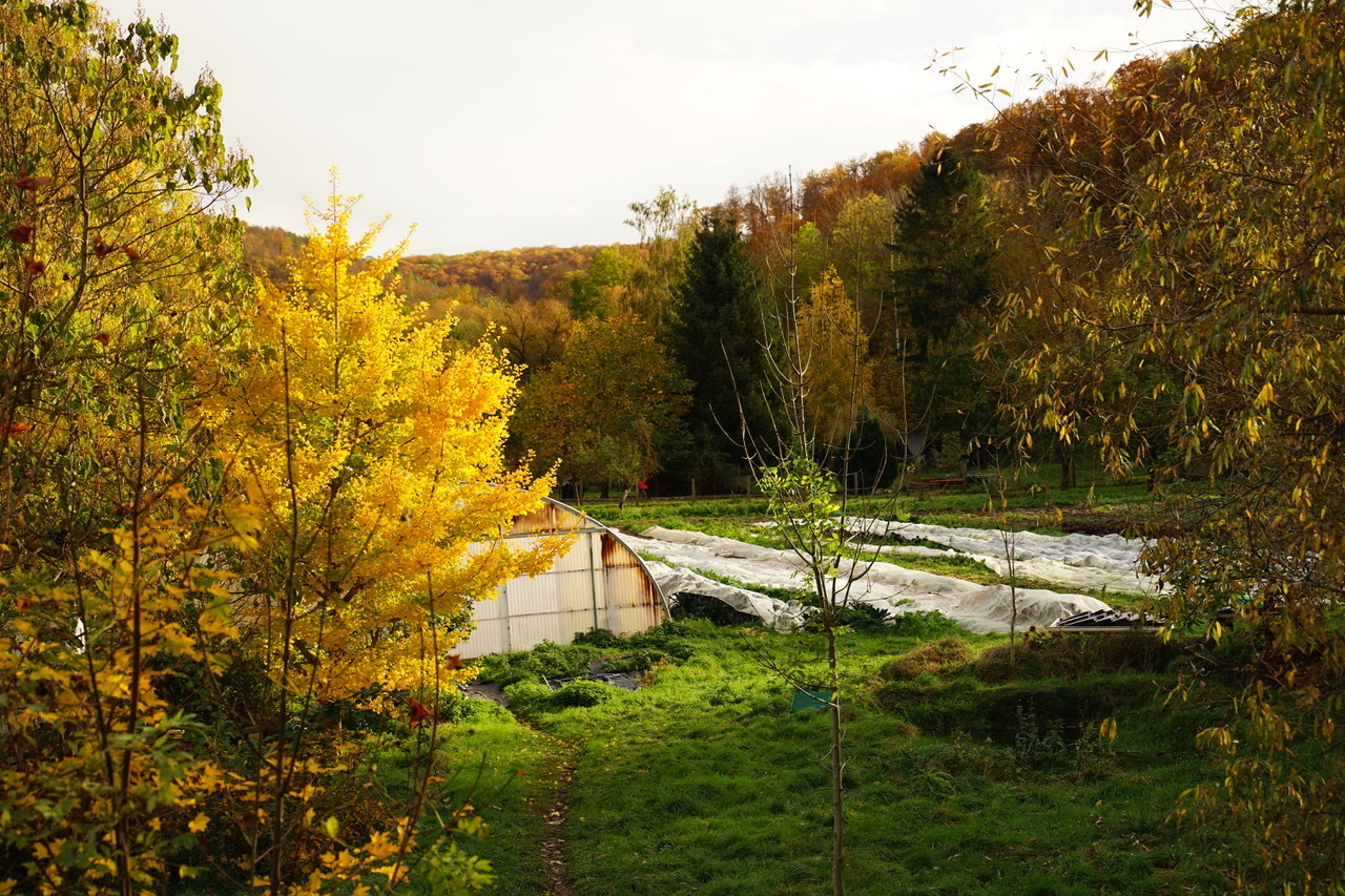 Herbstlicher Blick auf den Gemüseacker der Solidarischen Landwirtschaft. - Photo: © R. Bretzlaff